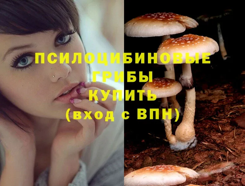 где продают наркотики  Ельня  OMG tor  Псилоцибиновые грибы Psilocybe 